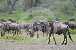 Gnu antelope on savana