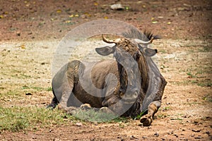 Gnu antelope in zoo malacca, malaysia