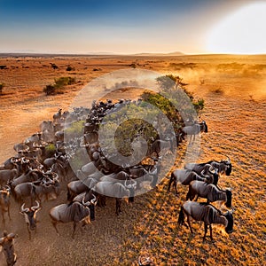 gnu antelopes, AI generated