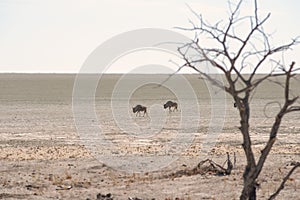 Gnu antelopes at Etosha