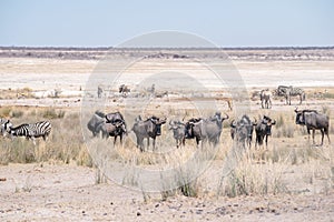 Gnu antelopes herd