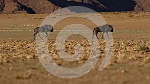 Gnu antelopes in Namibia