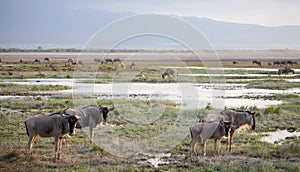 Gnu antelopes standing near the water, on safari