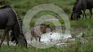 Gnu and baby gnu calf