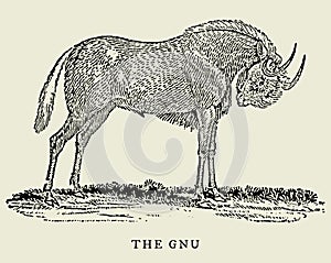 The gnu or black wildebeest connochaetes gnou in profile view. Illustration