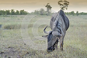 Gnu or blue wildebeest feeding on grassland