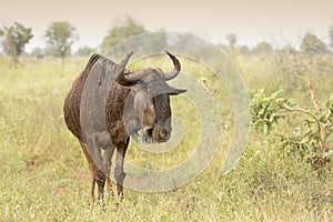 Gnu or blue wildebeest in grassland