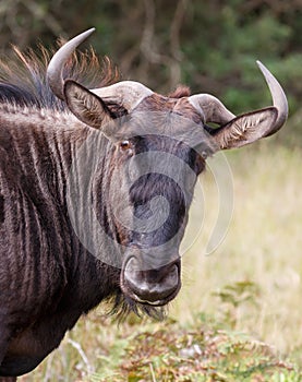 Gnu or Blue Wilderbeest Portrait