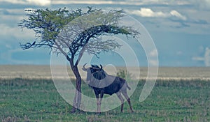 Gnu bull