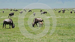 Gnu With Calf Grazing On Plain Background Large Herd Of Antelopes And Zebras