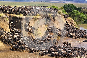 Gnu Crossing a River - Safari Kenya
