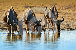 GNU drinking. Blue wildebeest, Connochaetes taurinus, on the meadow, big animal in the nature habitat in Botswana, Africa.