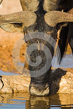 Gnu drinking in Kalahari Desert