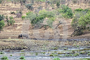 Gnu at drinking pool in kruger park south africa