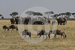 Gnu and Elephants in Tanzania