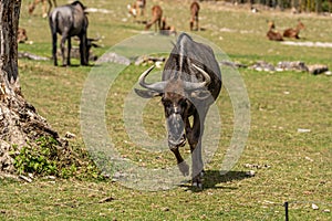 gnu grazing grass in a zoo