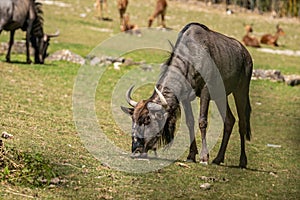 gnu grazing grass in a zoo