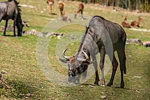 gnu grazing grass in a zoo