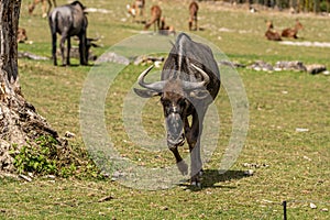 Gnu grazing grass in a zoo