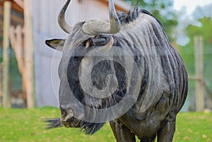 Gnu in Herberstein, Austria