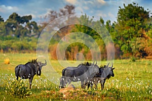 GNU herd in the green grass, Okavango delta. Blue wildebeest, Connochaetes taurinus, on the meadow, big animal in the nature