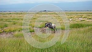 gnu in kenyas savanna