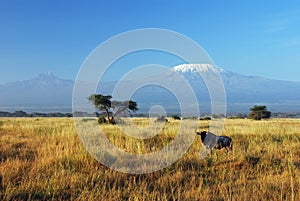 Gnu and Kilimanjaro photo