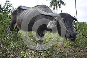 GNU in koh kood island in thailand