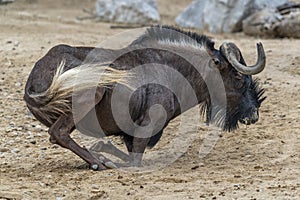 Gnu in kruger park south africa while sitting