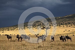 Gnu in Masai Mara