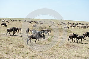 Gnu migration