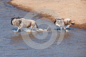 Gnu migration