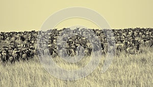 Gnu migration on the Mara river, Maasai Mara