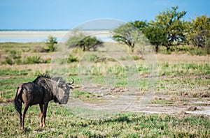 Gnu, Namibia, Africa