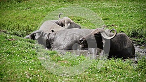 Gnu resting in water