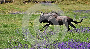 Gnu running through blue flowers