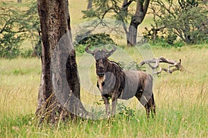 Gnu standing next to a tree with same texture