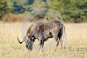 Gnu and two mynahs