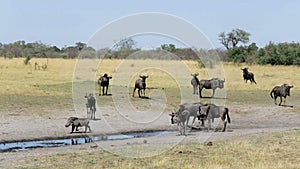 Gnu, wildebeest Africa safari wildlife and wilderness