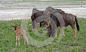 Gnu wildebeest antelopes and calf in Etosha National Park, Namibia