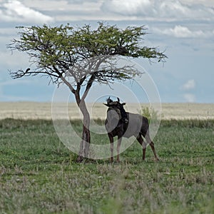 Gnu (wildebeest) bull, Etosha, Namibia
