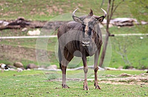 Gnu or Wildebeest Connochaetes taurinus