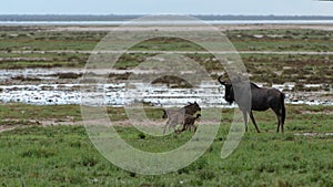 Gnu/wildebeest family photo