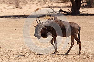 Gnu, wildebeest on kalahari desert, Africa safari wildlife