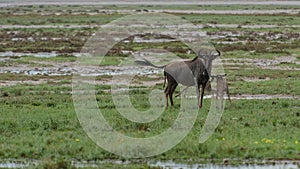 Gnu/wildebeest mother and son