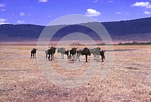 Gnu wildebeest in   Ngorongoro Crater