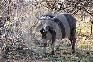 A gnu (wildebeest) portrayed during a safari in the Hluhluwe - imfolozi National Park in South africa