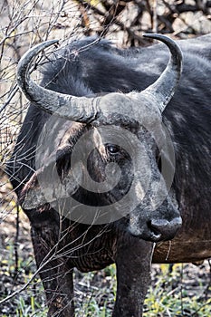 A gnu (wildebeest) portrayed during a safari in the Hluhluwe - imfolozi National Park in South africa