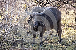 A gnu (wildebeest) portrayed during a safari in the Hluhluwe - imfolozi National Park in South africa