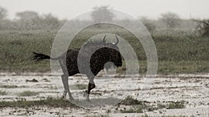 Gnu/wildebeest in rain